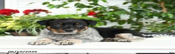 Australian Cattle Dog dogs for sale: Charm  - Ad 3