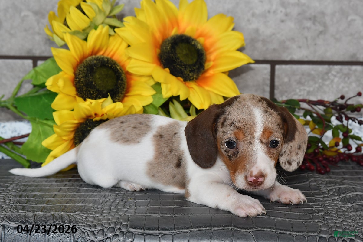 Miniature Dachshund dogs Jewel - Ad 2