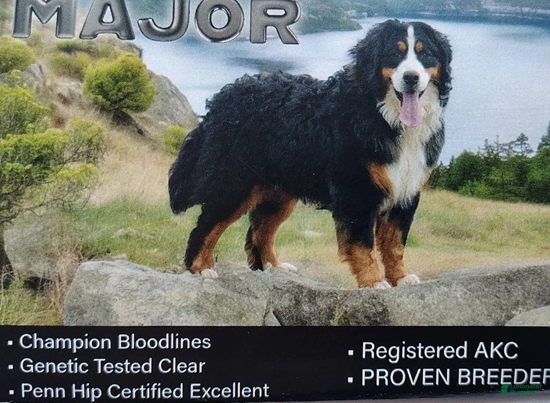 Bernese Mountain Dog dogs for sale: Betsy - Ad 3
