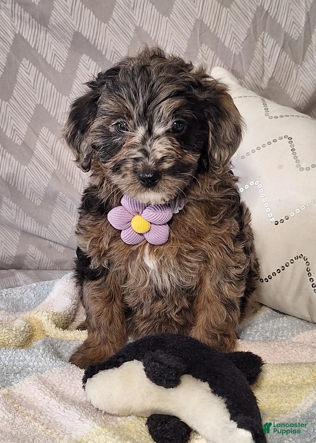 Mini Goldendoodle dogs for sale: Daisy - Ad 4