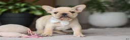 French Bulldog dogs for sale: Archie - Ad 2