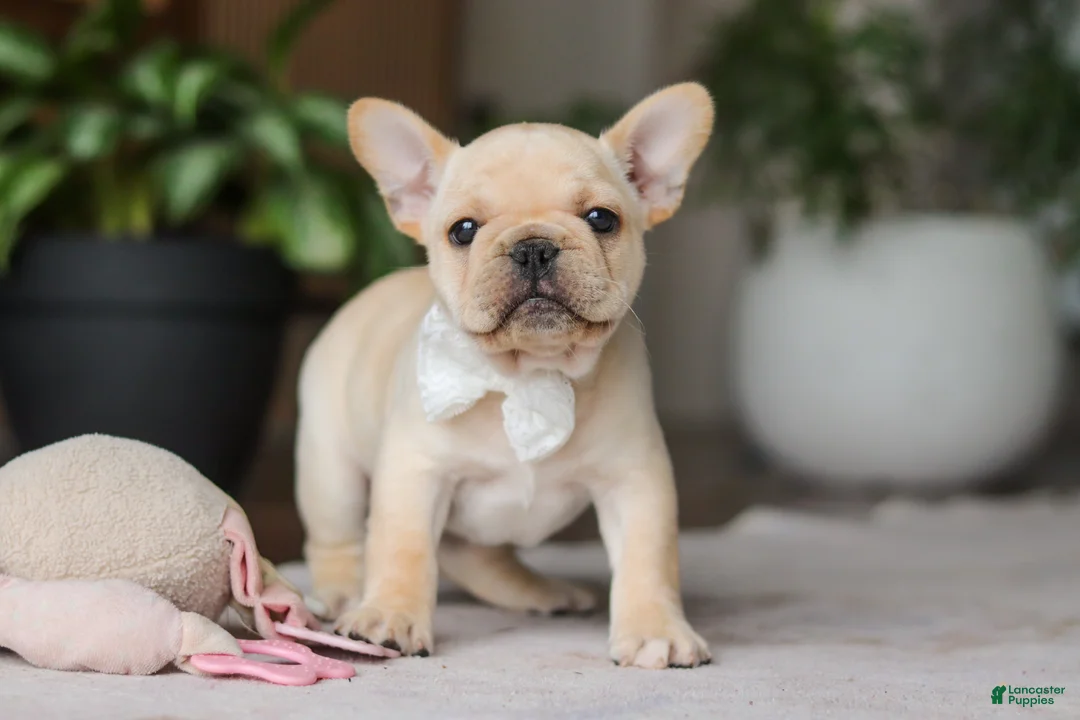 French Bulldog dogs for sale: Archie - Ad 2