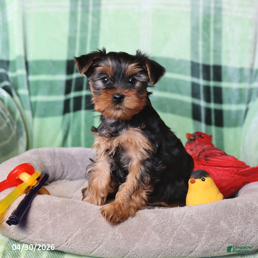 Yorkshire Terrier dogs for sale: Peanut  - Ad 2
