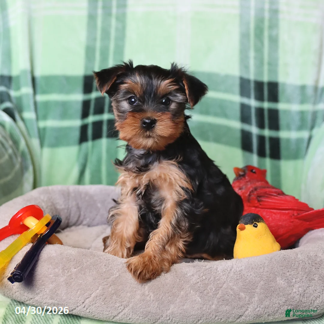 Yorkshire Terrier dogs for sale: Peanut  - Ad 1