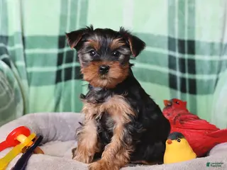 Yorkshire Terrier dogs for sale: Peanut - Ad 2