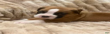 Tucker
