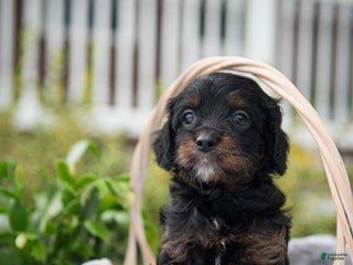 Cavapoo dogs - Ad 24