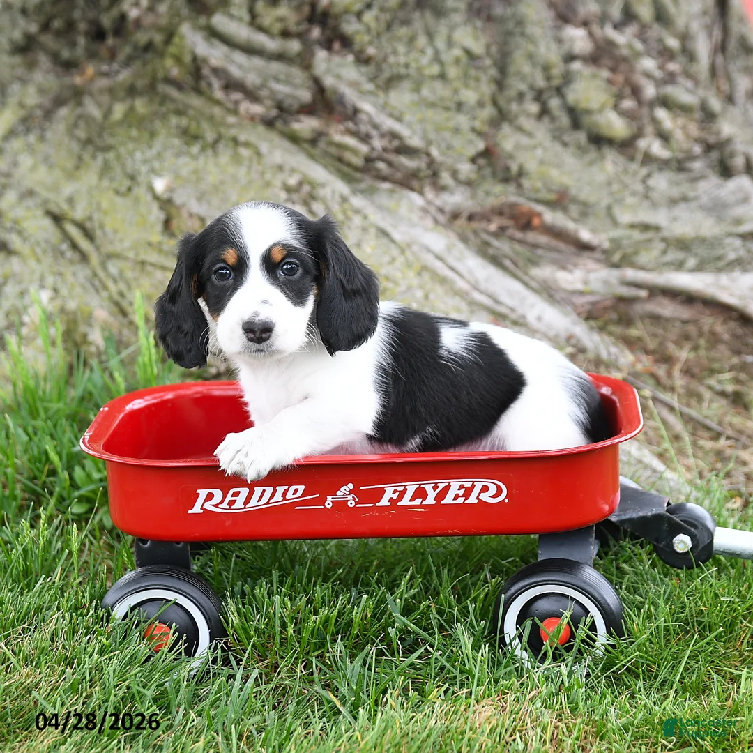 Dachshund dogs for sale: Regina - Ad 1