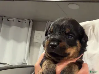 Rottweiler dogs Rottweiler 3 - Ad 8