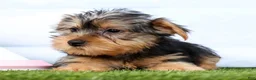 Yorkshire Terrier dogs for sale: Fozzie - Ad 3