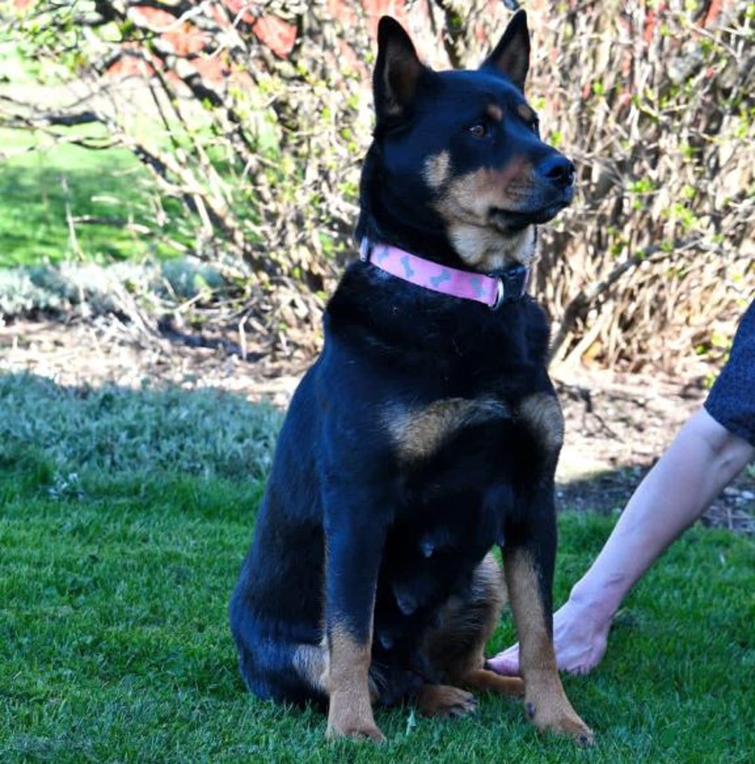 Mixed Breed dogs for sale: Missy - Ad 21