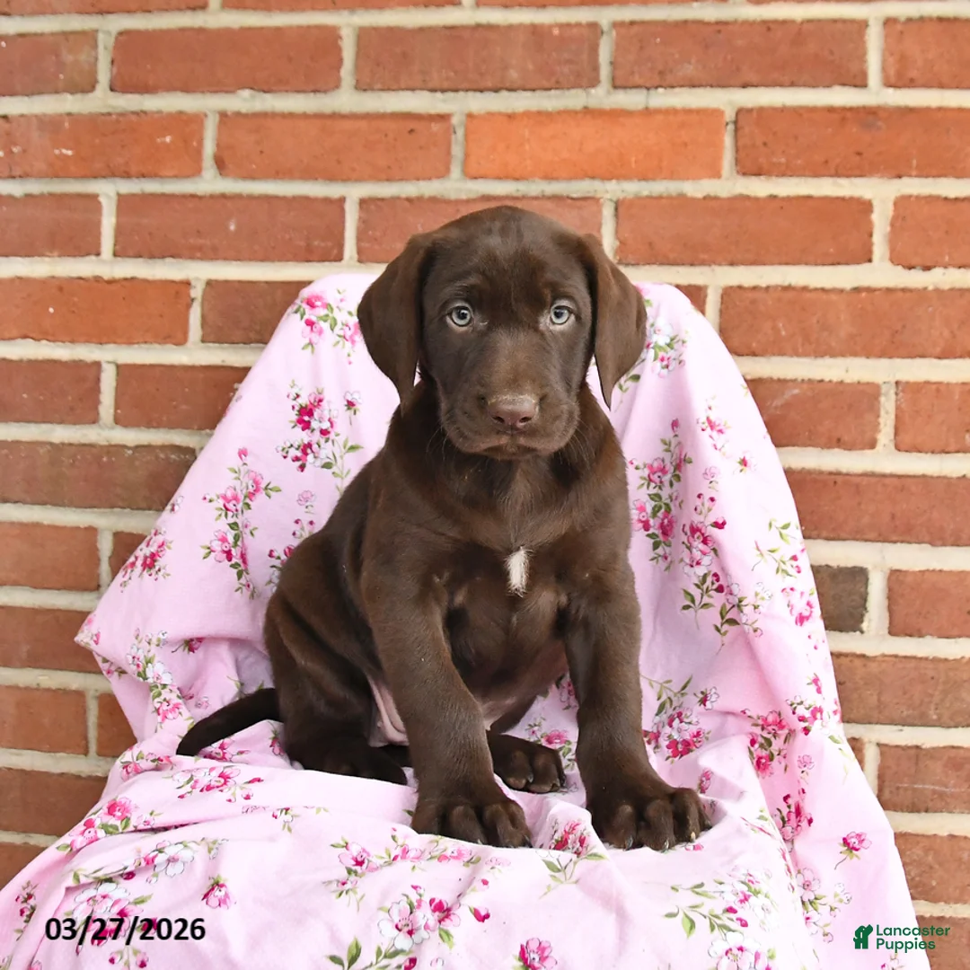 Labrador Retriever dogs for sale: Daffodil  - Ad 3