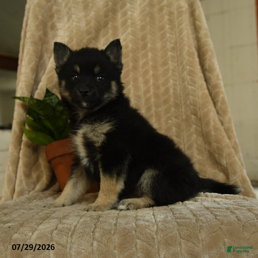 Pomsky dogs Bubbles - Ad 2