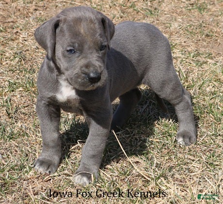 Great Dane dogs Heather - Ad 2