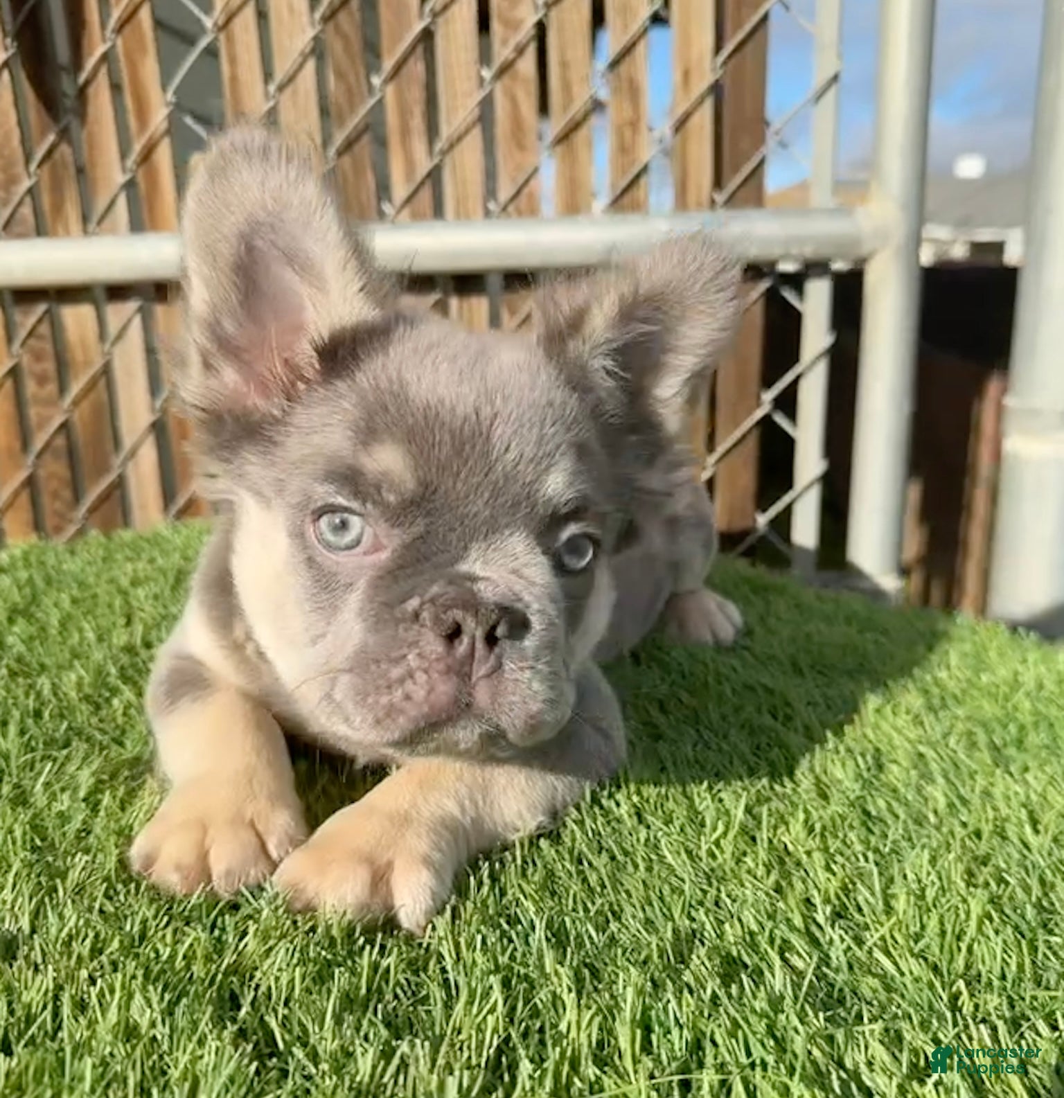 French Bulldog dogs ROCKY - LILAC TAN FLUFFY COMPACT HANDSOME PRINCE IN LA CA - USA DELIVERY  - Ad 22