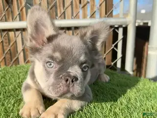 French Bulldog dogs ROCKY - LILAC TAN FLUFFY COMPACT HANDSOME PRINCE IN LA CA - USA DELIVERY - Ad 27