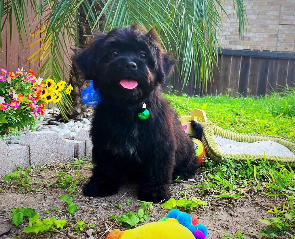 Maltipoo dogs Baby Yoda - Ad 1