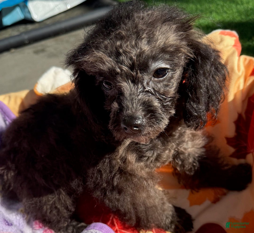 Toy Poodle dogs for sale: Busby - Ad 2
