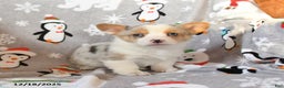 Welsh Corgi Pembroke dogs for sale: Gracie - Ad 5