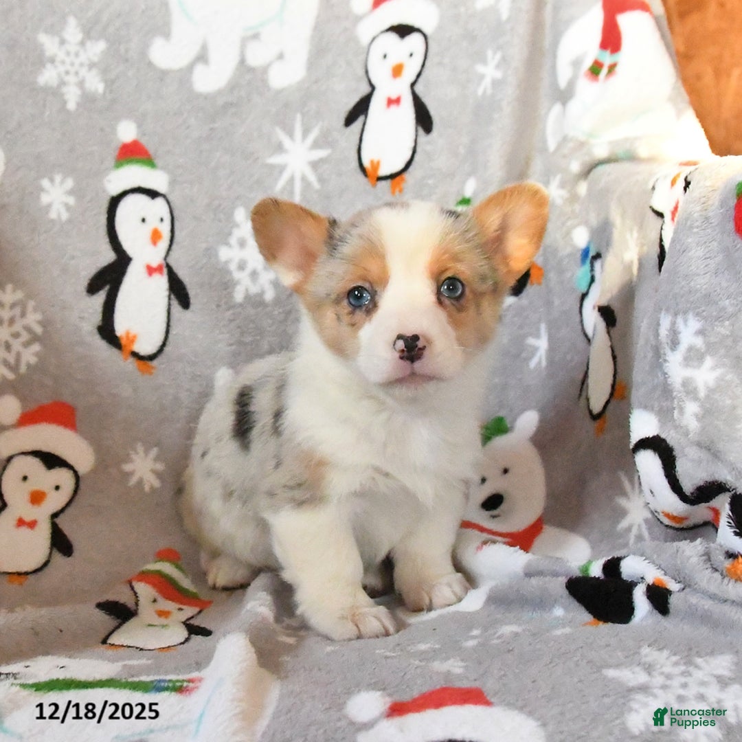 Welsh Corgi Pembroke dogs for sale: Gracie - Ad 5