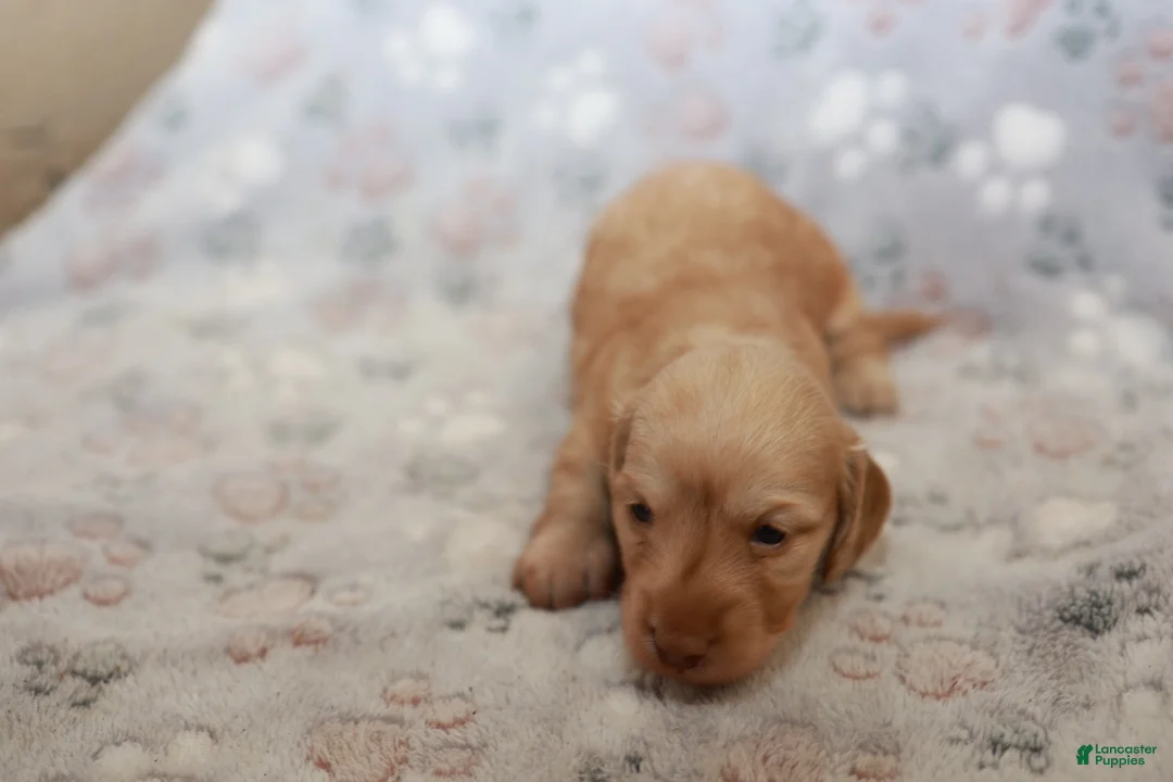 Miniature Dachshund dogs for sale: Tinker - Ad 2