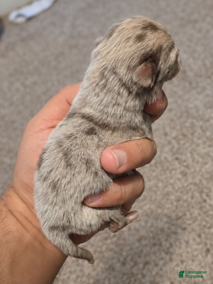 Chihuahua dogs for sale: Casper - Ad 1