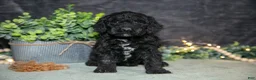 Miniature Poodle dogs for sale: Kami - Ad 1