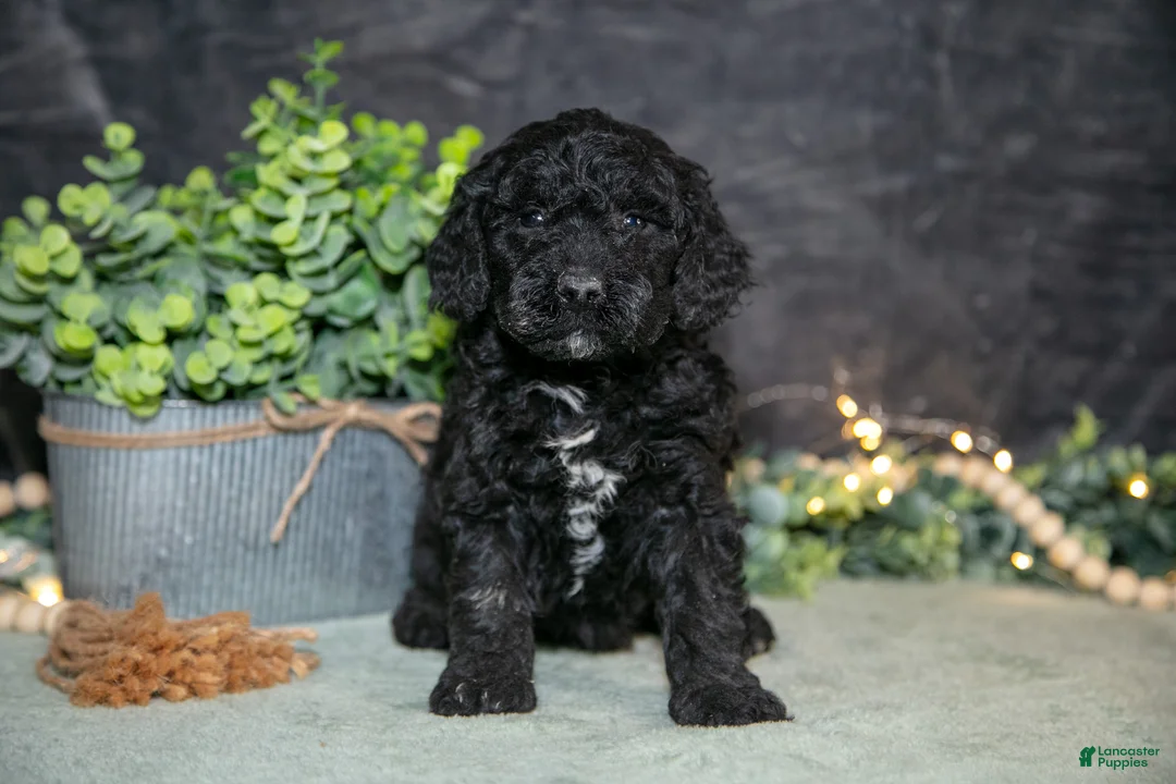 Miniature Poodle dogs for sale: Kami - Ad 1