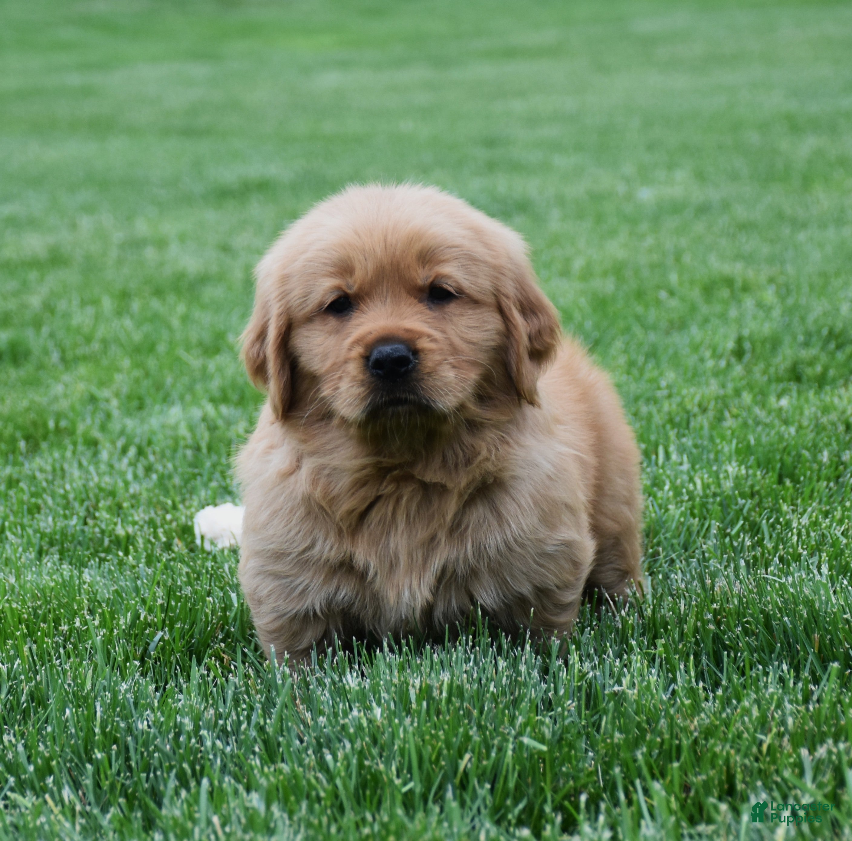 Golden Retriever dogs Milo - Ad 2