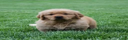 Golden Retriever dogs for sale: Milo - Ad 2