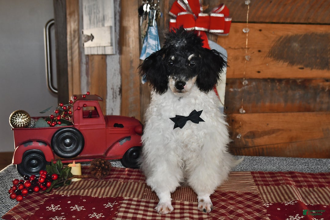 Lhasapoo dogs for sale: Oreo - Ad 5