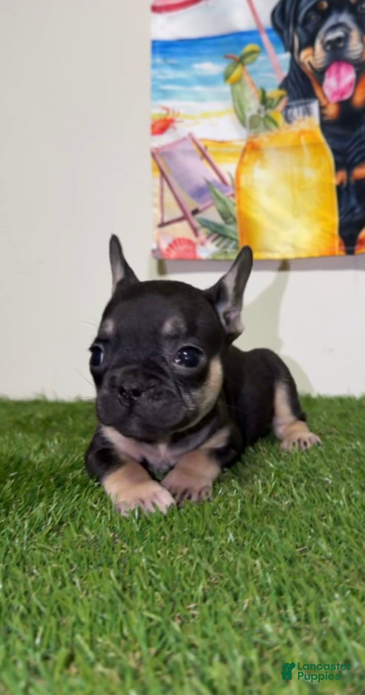 French Bulldog dogs for sale: French Bulldog - Ad 1