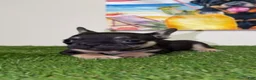 French Bulldog dogs for sale: French Bulldog - Ad 1