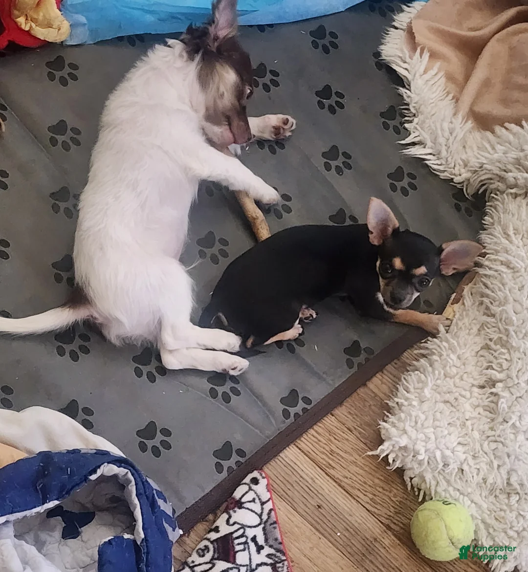 Chihuahua dogs for sale: Chihuahua Puppy 1 - Ad 2
