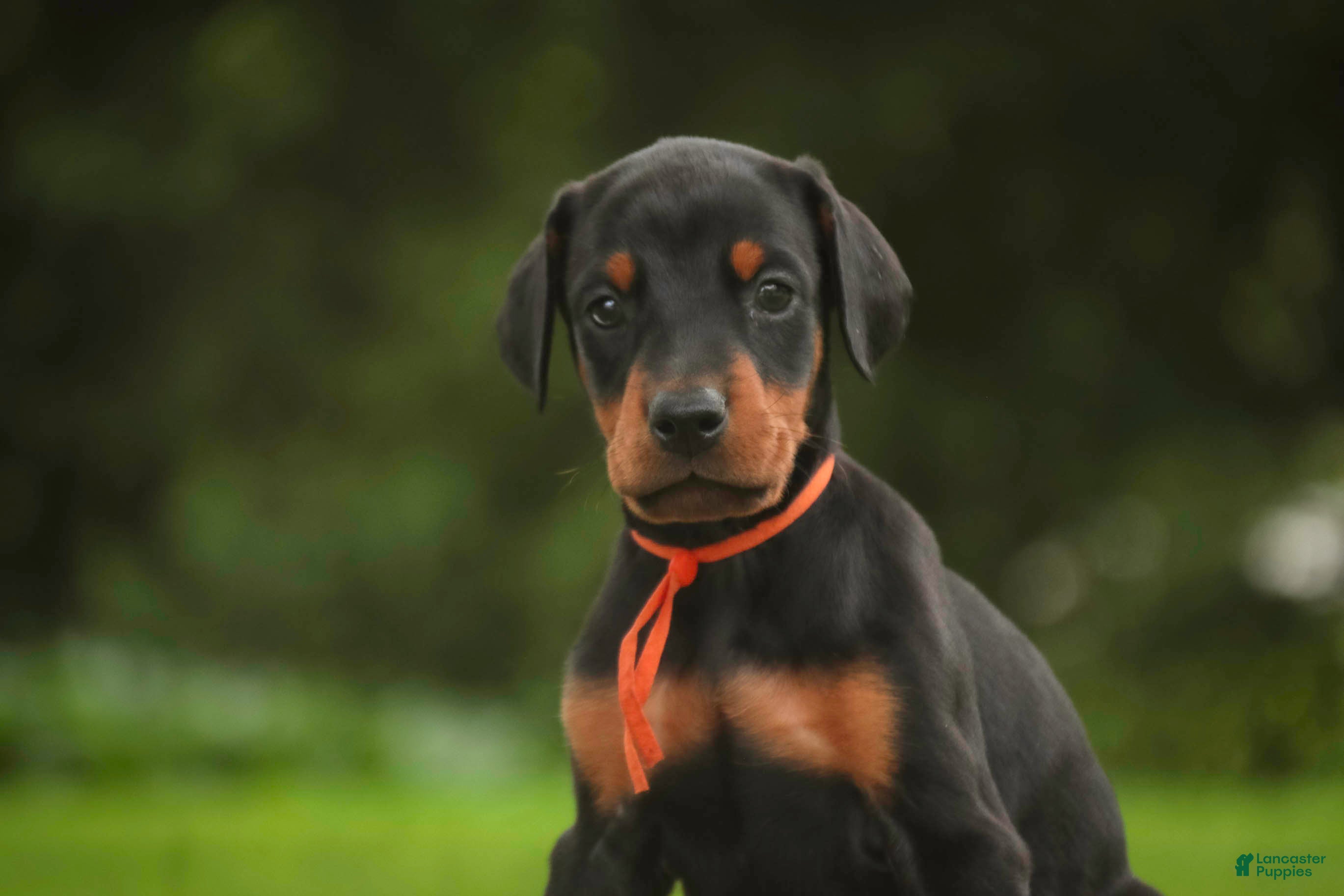 Doberman Pinscher dogs Isadora - Ad 2