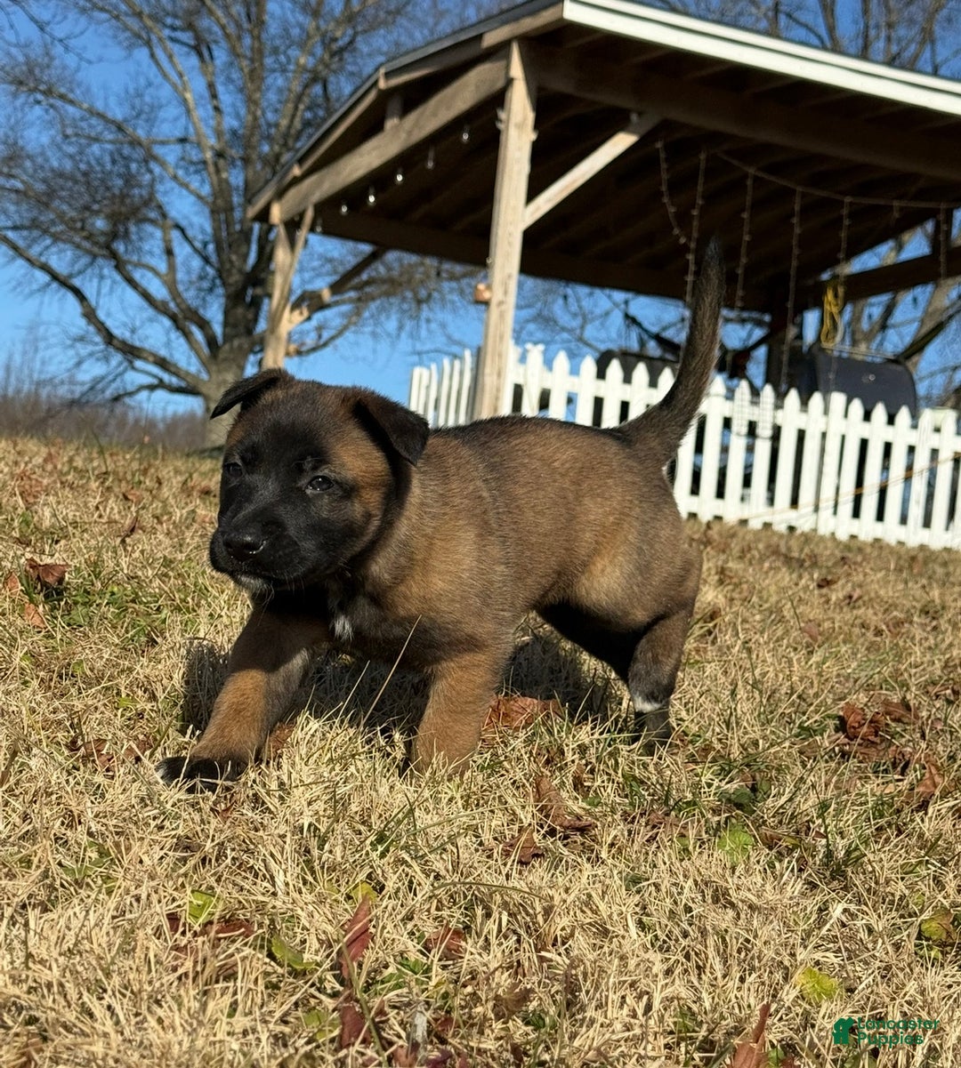 Belgian Malinois dogs for sale: Belgian Malinois Puppy 5 - Ad 3