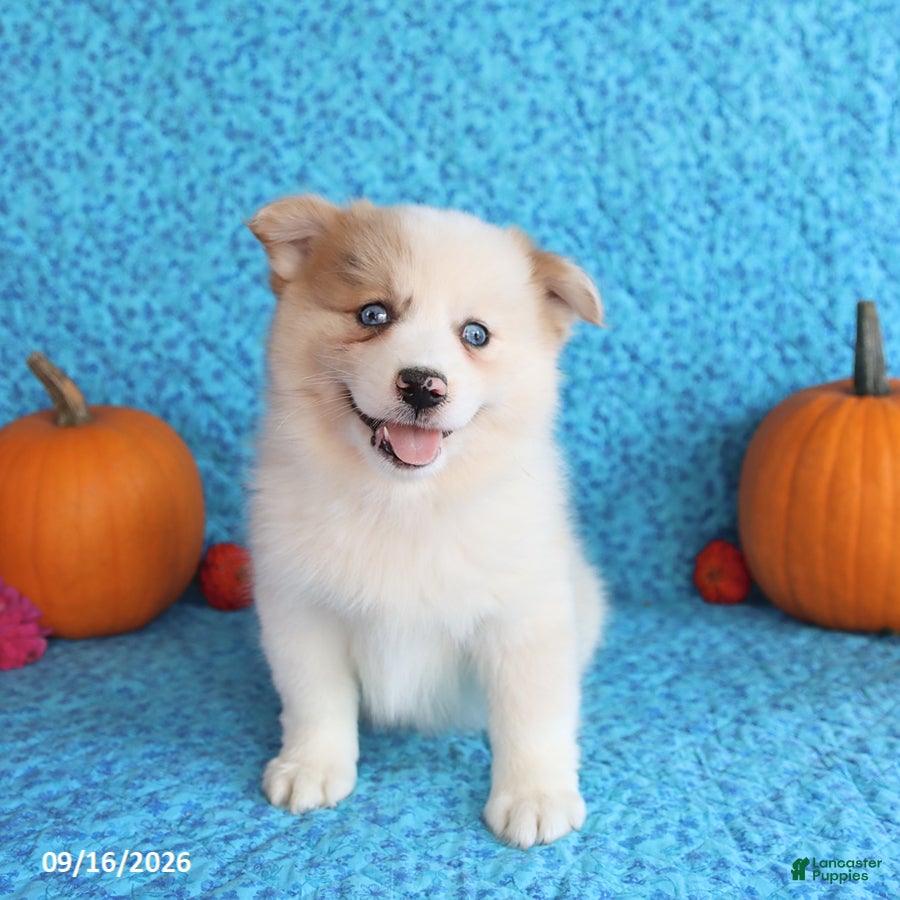 Pomsky dogs Rocky - Ad 1