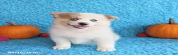 Pomsky dogs for sale: Rocky - Ad 1