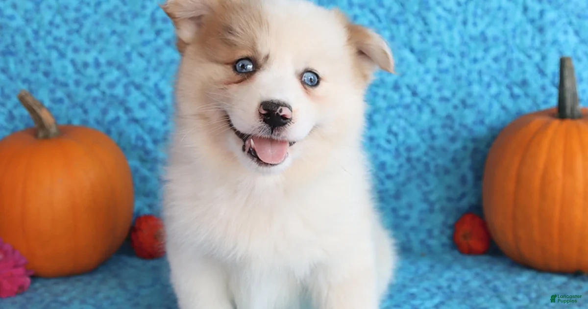 Backround Pomsky Pomsky Puppies for sale in Pennsylvania | Lancaster Puppies