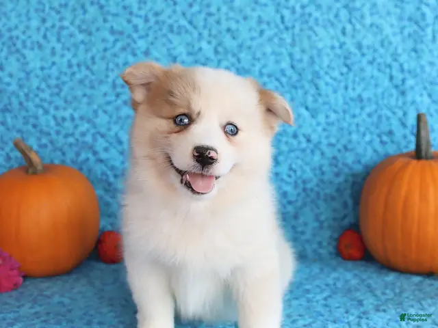 Pomsky dogs for sale: Rocky - Ad 1