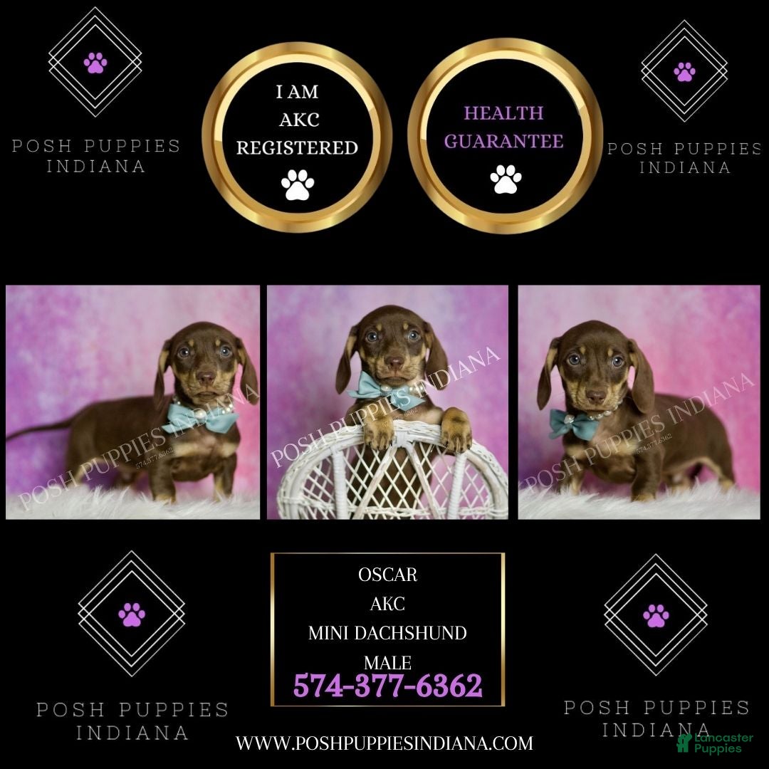 Miniature Dachshund dogs for sale: Oscar - Ad 2