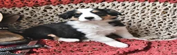Border Collie dogs for sale: Pooh Bear - Ad 1