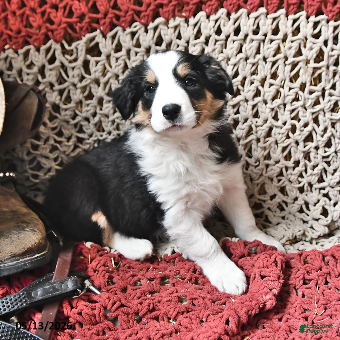 Border Collie dogs for sale: Pooh Bear - Ad 1