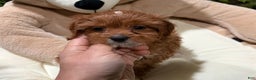 Cavapoo dogs for sale: JD - Ad 1