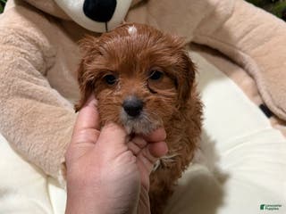 Cavapoo dogs JD - Ad 36