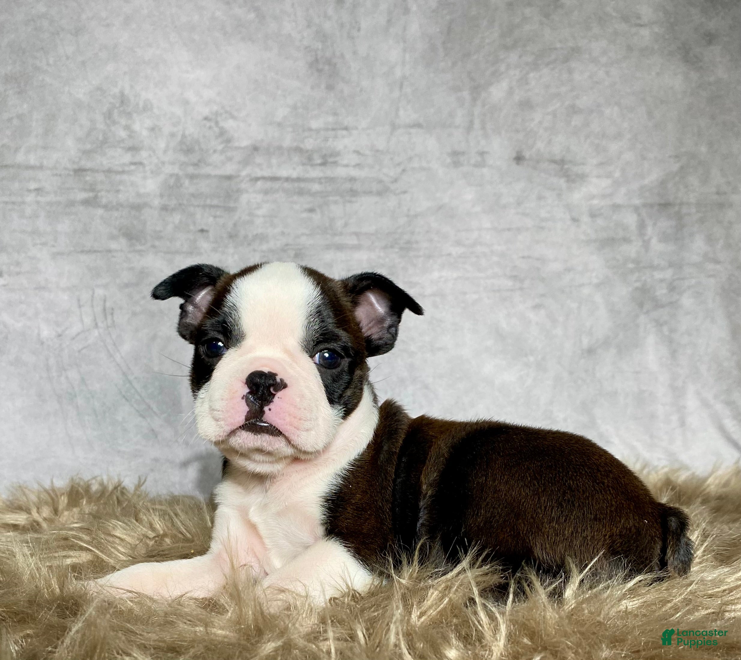 Boston Terrier dogs Mr. Jax - Ad 2