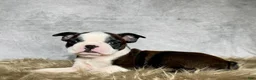 Boston Terrier dogs for sale: Mr. Jax - Ad 2