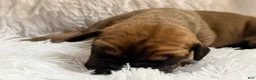 Great Dane dogs for sale: Hazelnut - Ad 6