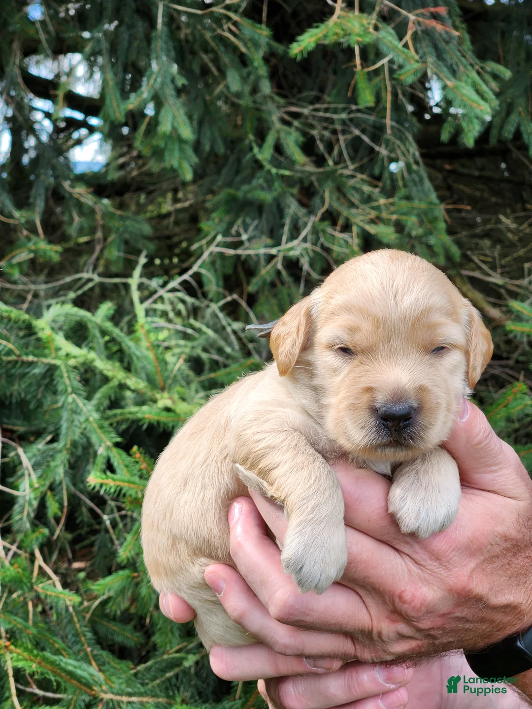 Goldendoodle dogs for sale: Monty - Ad 2
