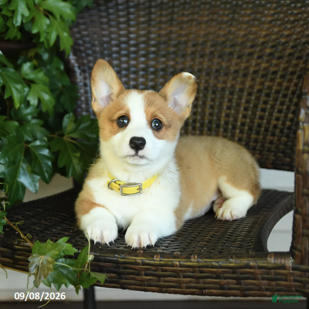 Welsh Corgi Pembroke dogs for sale: Sunshine - Ad 2